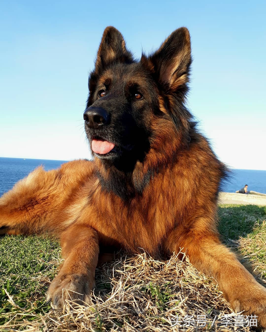 记忆中的狗狗不仅仅是童年的玩伴,记忆中的狗狗有哪些