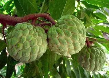 全世界最有营养的100种食物,最有营养食物100种