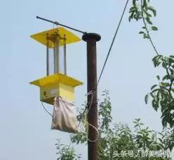 大连大樱桃食心虫防治最佳时间,樱桃食心虫最佳防治方法