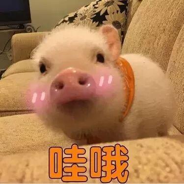 开塞露怎样用才可以去鸡皮肤,开塞露加米醋可以去鸡皮肤吗