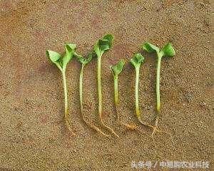 防治立枯病与猝倒病的有效方法,植物立枯病用什么药