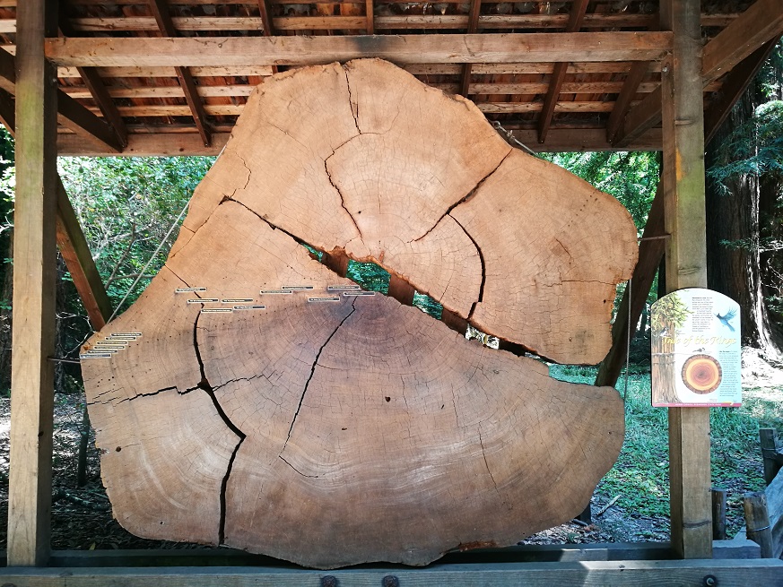 原始森林房车游记,红杉林房车自驾游