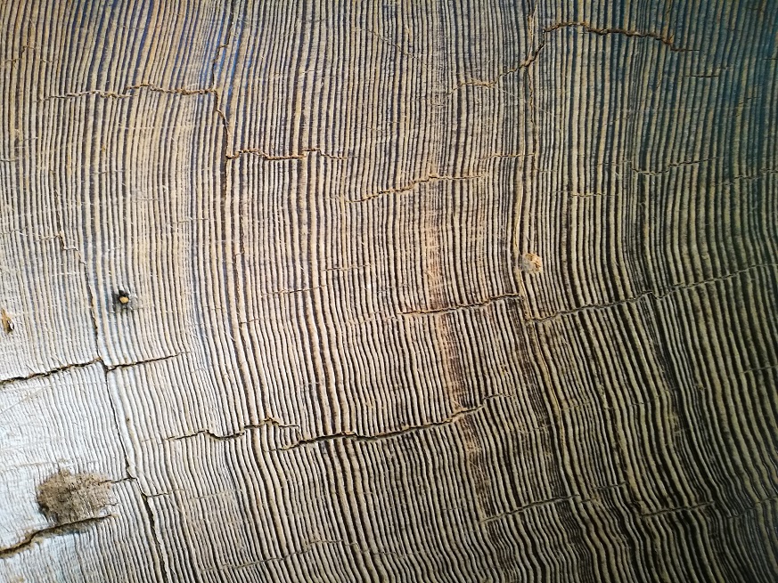 原始森林房车游记,红杉林房车自驾游