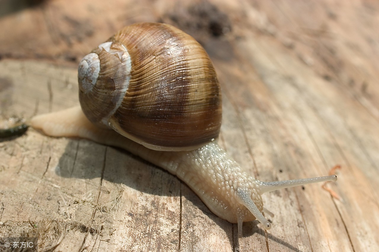 2022冷门养殖赚钱项目,冷门养殖业投资比较小的创业