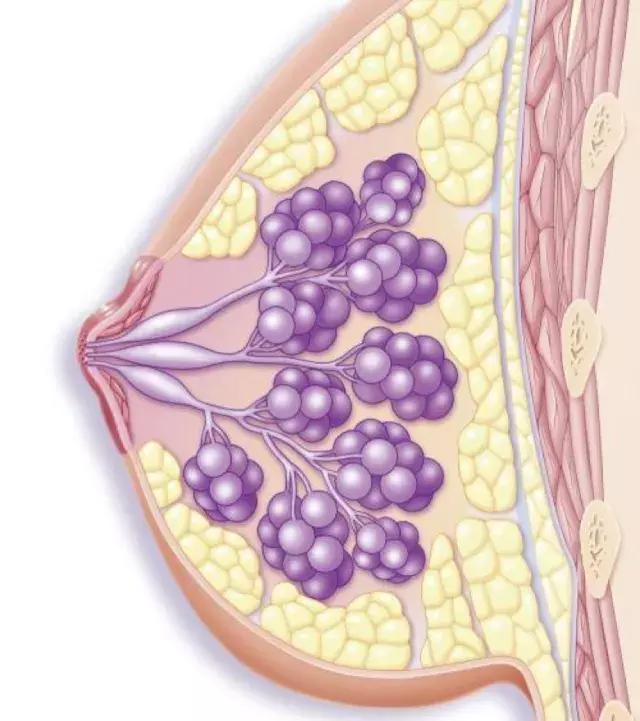 按摩胸可以用身体乳吗,按摩胸可以放松吗