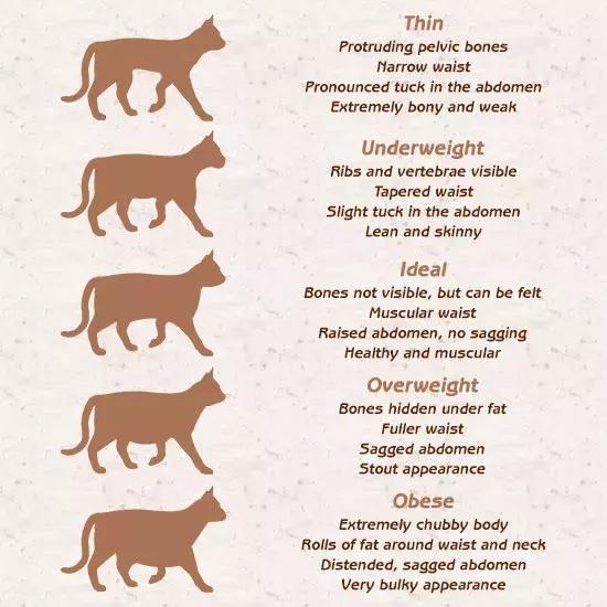 最胖的橘猫是什么品种,橘猫胖到50斤怎么办