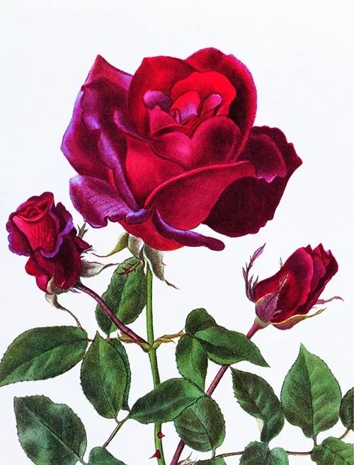 荐书｜七夕将至，现代版“玫瑰圣经”带给你一整本永不凋谢的浪漫！