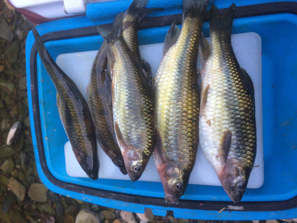 溪流里最多的就是这种光唇鱼，误食了鱼籽可能引发腹泻