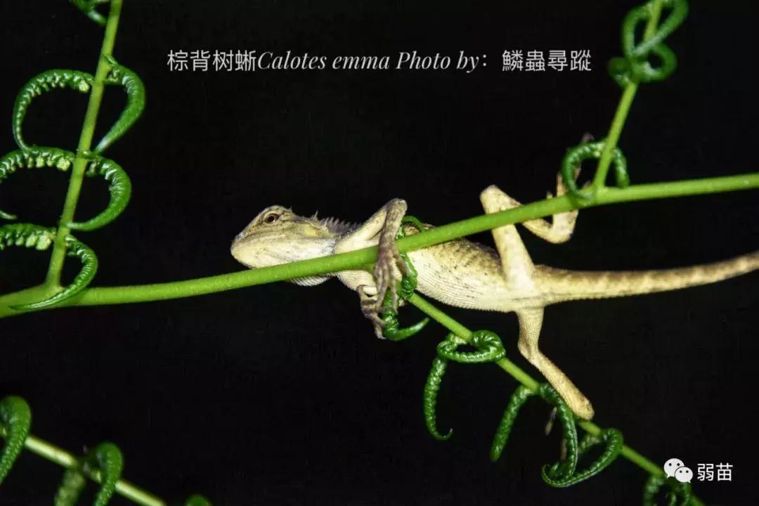 西双版纳四日博物之旅，都有哪些新发现