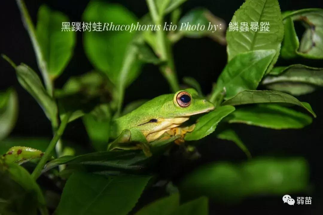 西双版纳四日博物之旅，都有哪些新发现