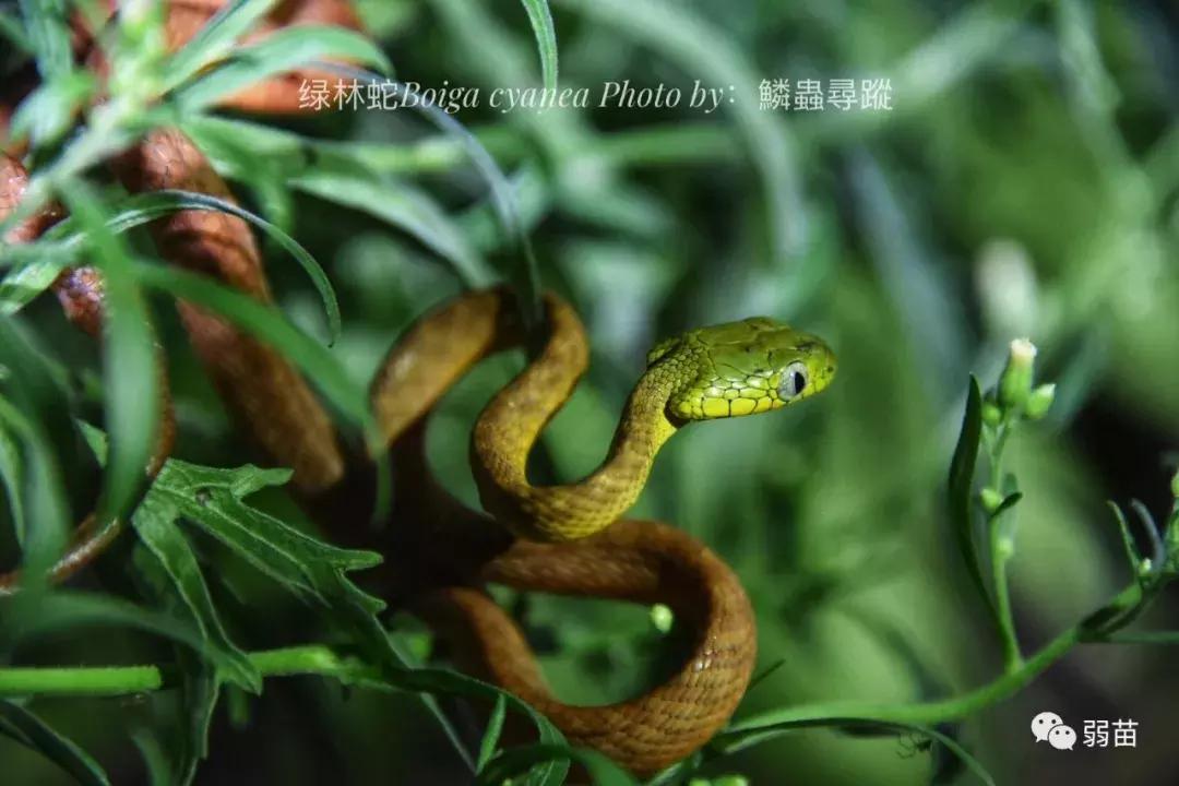 西双版纳四日博物之旅，都有哪些新发现