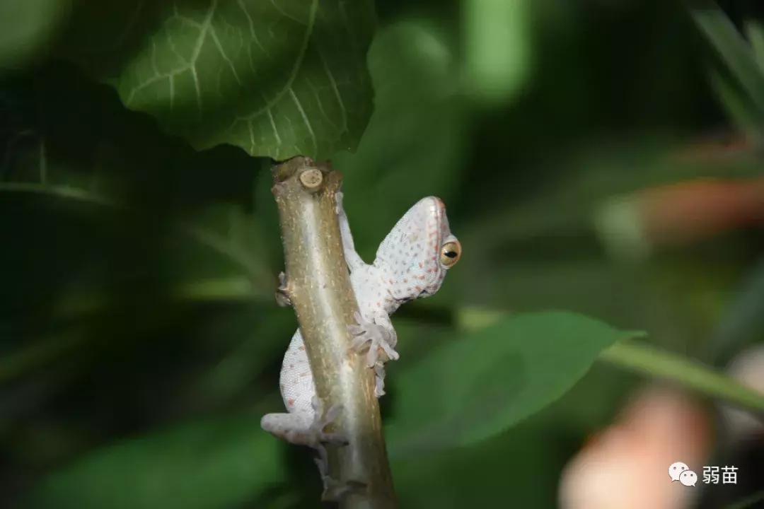 西双版纳四日博物之旅，都有哪些新发现