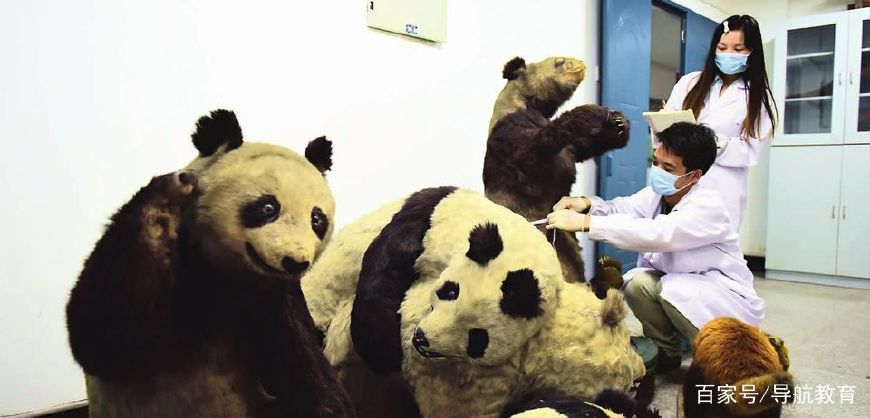 盘点各大高校宠物,这些呆萌可爱的萌宠你爱了吗