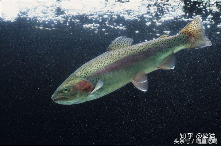 鲑鱼都没吃过,你凭什么维护“三文鱼”的利益?