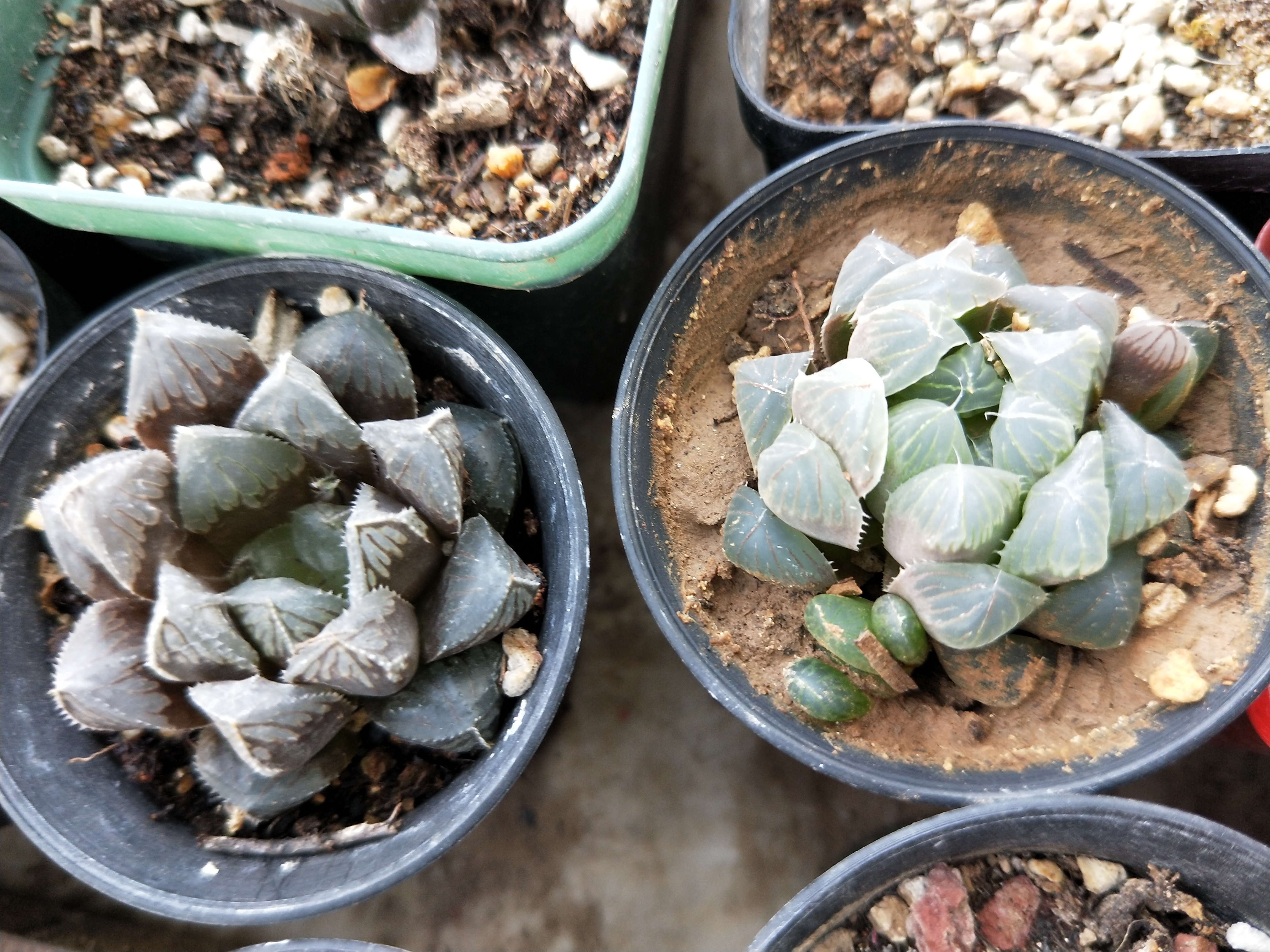 玉露叶片肥厚,玉露怎么养叶子肥厚有光泽