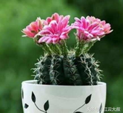 仙人球烂心切一半,仙人球拦腰削断后上半段能不能活