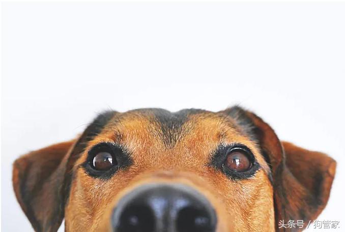 狗狗误食了农药缓过来了该怎么办,狗狗食物中毒抽搐怎么救治