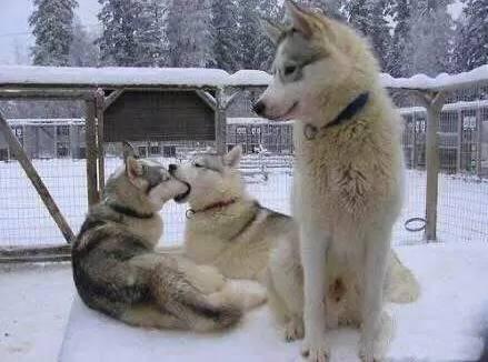 七夕节礼物怎么选,七夕节快到你要什么礼物