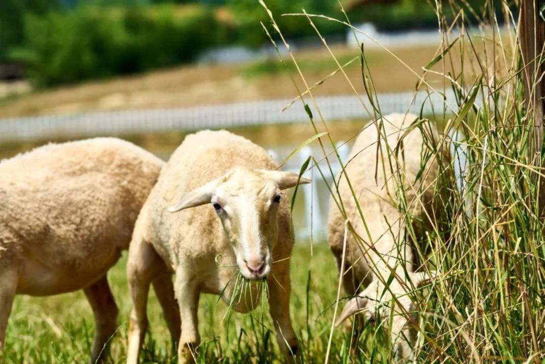 上海附近clubmed酒店,中国第一家clubmed度假村