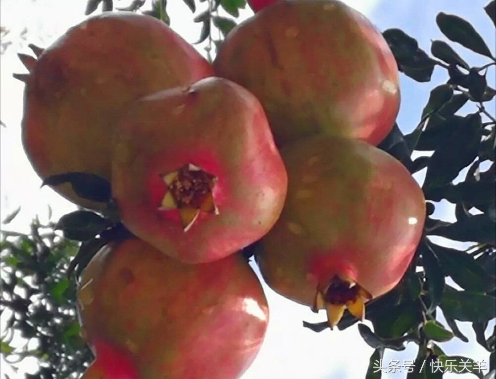 会理石榴之乡突尼斯软籽石榴,会理县软籽石榴之乡