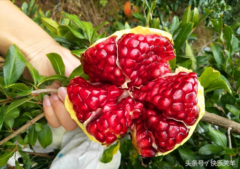 会理石榴之乡突尼斯软籽石榴,会理县软籽石榴之乡