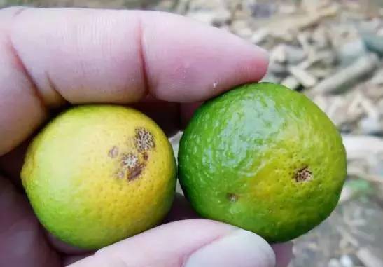 柑橘果树诱捕害虫方法,柑橘幼果病害预防