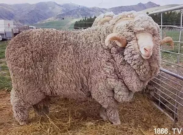 世界最好的羊种排名,世界上最好的羊是哪个羊