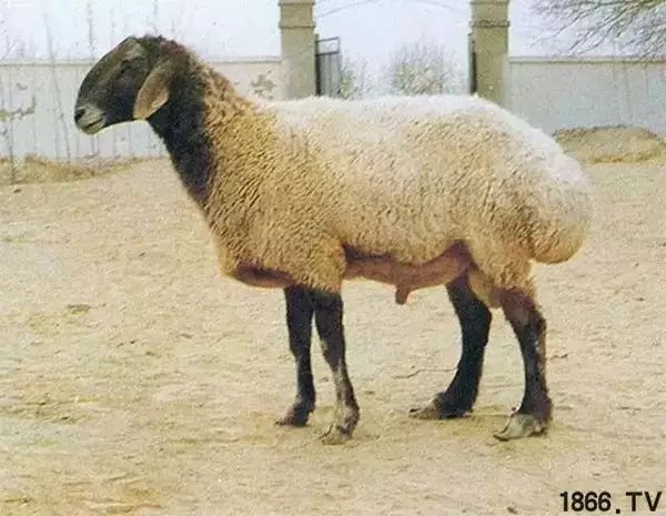 世界最好的羊种排名,世界上最好的羊是哪个羊