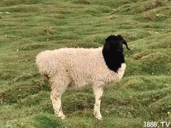 世界最好的羊种排名,世界上最好的羊是哪个羊