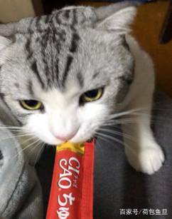 猫咪零食大全推荐,猫咪最喜欢吃什么零食