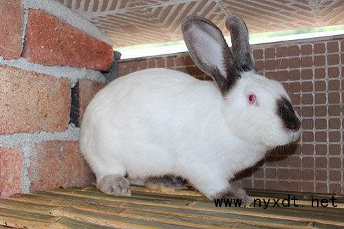 獭兔兔子养殖技术大全,獭兔种公兔几个成年
