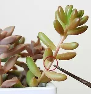 多肉掉的叶瓣怎么养活,多肉掉的叶子怎么种