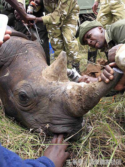 犀牛角的特征和图片,犀牛角的种类图片大全