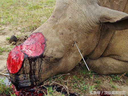 犀牛角的特征和图片,犀牛角的种类图片大全