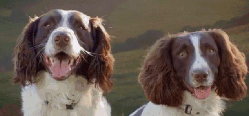 宠物医院里面的狗狗都怎么样了,福懋动物医院狗一直掉毛正常吗