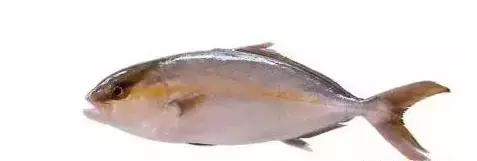 海南的鱼类大全,海南鱼类大全图片