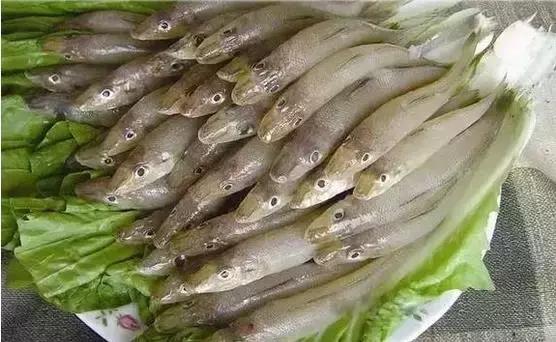 海南的鱼类大全,海南鱼类大全图片