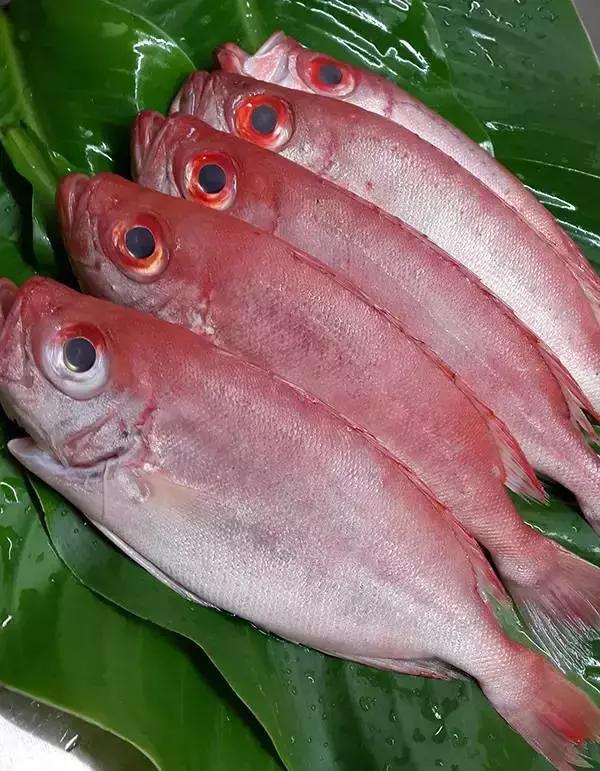 海南的鱼类大全,海南鱼类大全图片