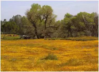 大师油画风景技法示范教程,维克多油画风景教程