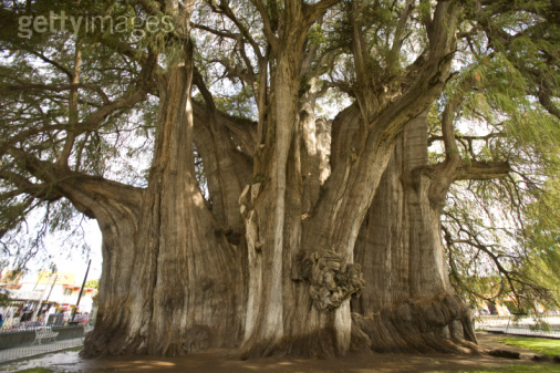北方花园庭院里的好运风水植物,适合风水好的庭院爬墙的植物
