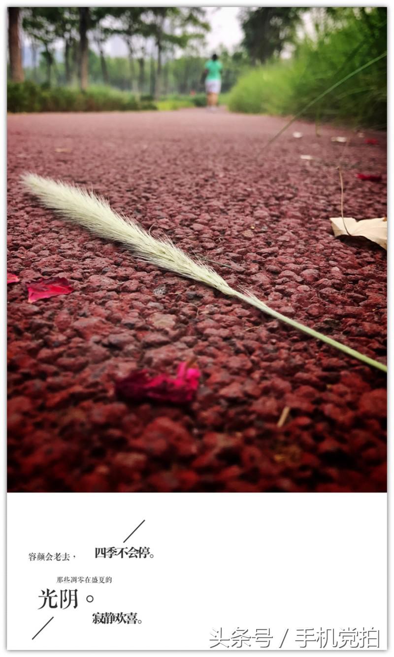 能表达爱情的有哪几种花,最适合表白的花