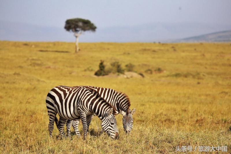 非洲猪瘟竟源于“地球伤疤”大裂谷：这儿一夫多妻，可怕少女割礼