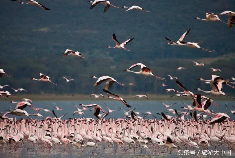 非洲猪瘟竟源于“地球伤疤”大裂谷：这儿一夫多妻，可怕少女割礼