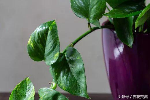 绿萝水培到土培注意事项,水培绿萝的十大禁忌