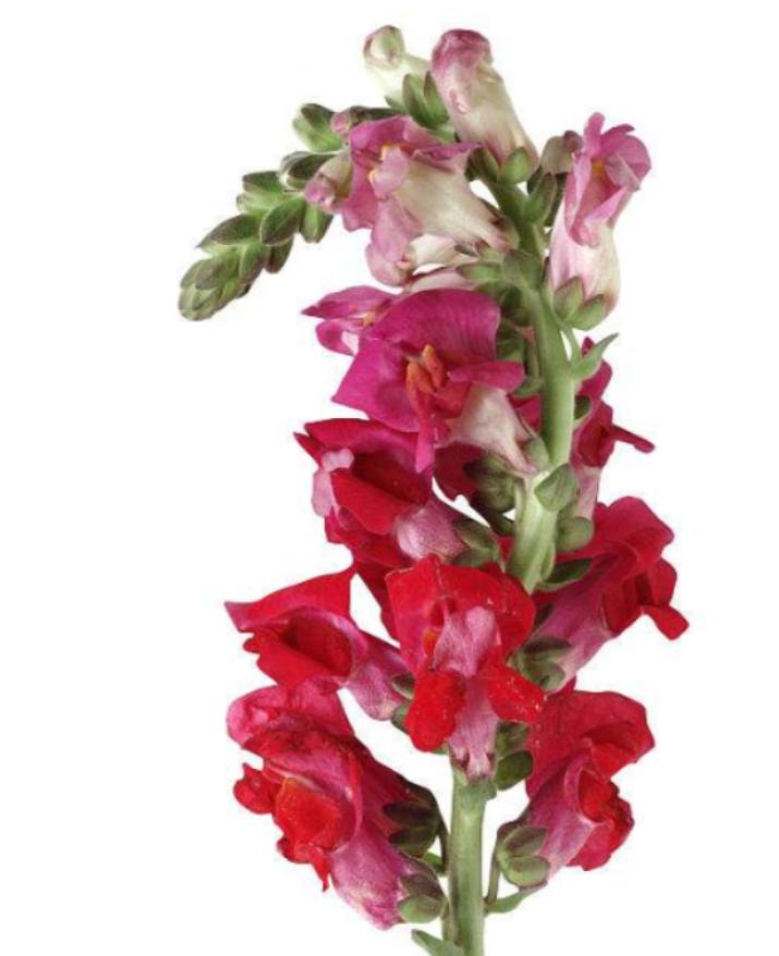 重瓣大花金鱼草的养殖方法,有关金鱼草的养殖方法和注意事项