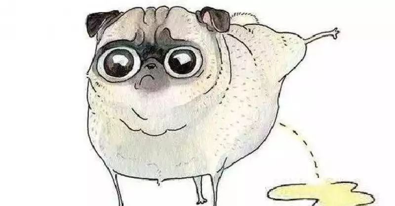 狗狗发情的二三事儿「养宠学院」