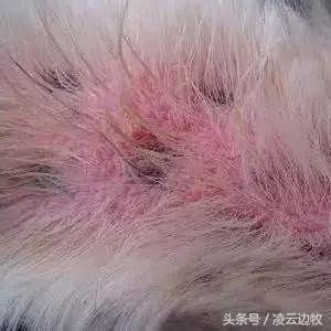 狗狗起红疹怎么办,狗狗红疹怎么治
