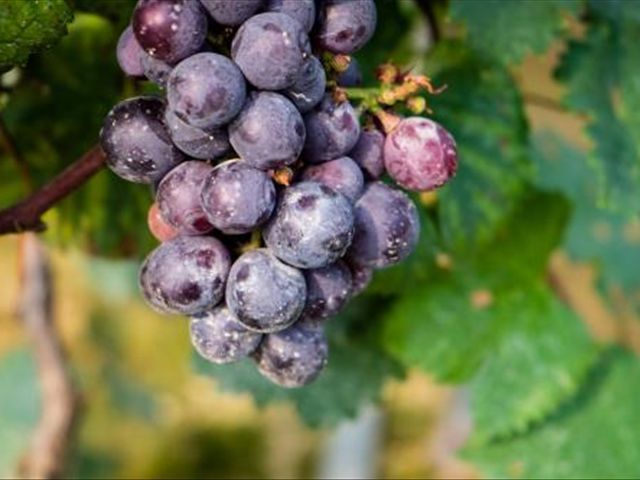 葡萄皮和葡萄籽吃了有什么好处,葡萄皮和籽有什么好处