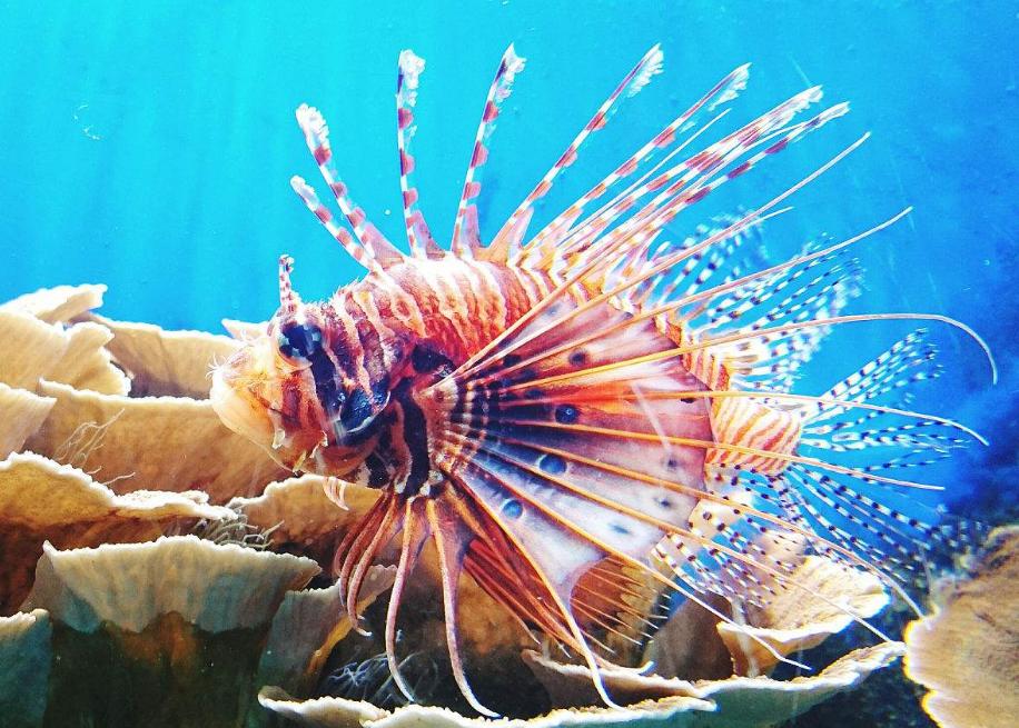 热带鱼怎么区分雌雄,怎么区分热带鱼和冷水鱼