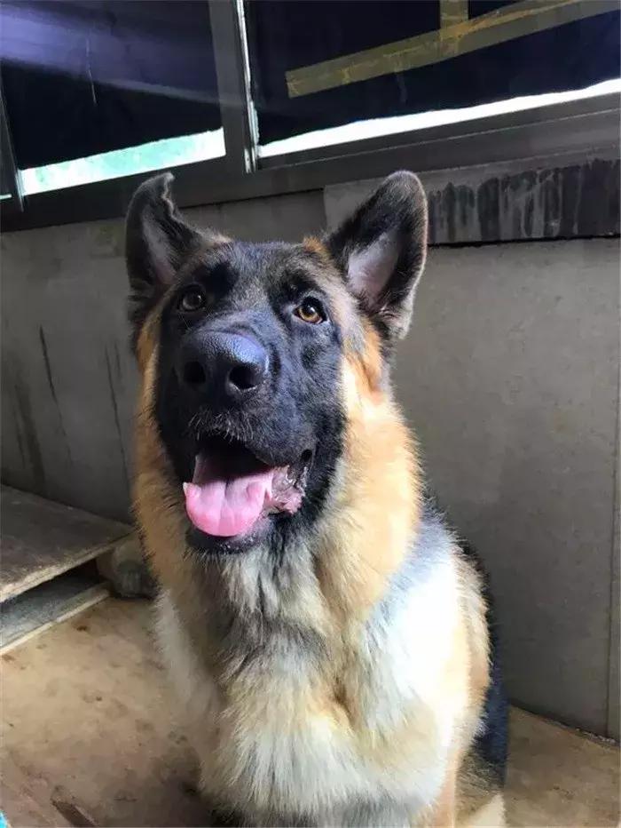 德国牧羊犬如何才可以在城市里养,德国牧羊犬不适合当宠物的原因